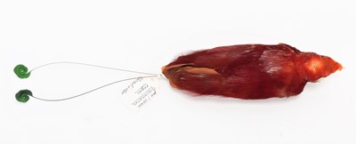 Lot 213 - Taxidermy: A Preserved Study Skin of a King...