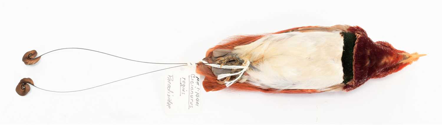 Lot 213 - Taxidermy: A Preserved Study Skin of a King...