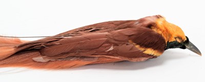 Lot 165 - Taxidermy: A Preserved Trade Skin of a...