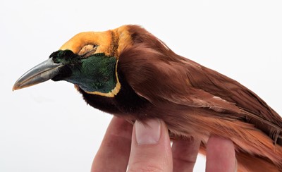 Lot 165 - Taxidermy: A Preserved Trade Skin of a...