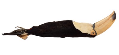 Lot 131 - Taxidermy: A Preserved Study Skin of a Toco...