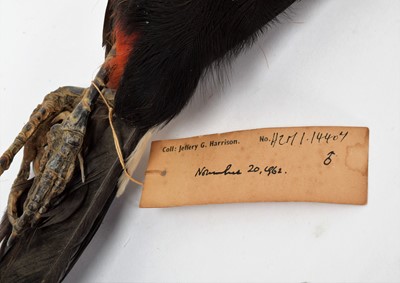 Lot 131 - Taxidermy: A Preserved Study Skin of a Toco...