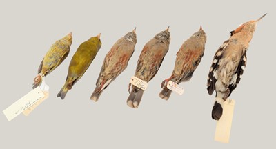 Lot 14 - Taxidermy: A Group of Study Skins, circa early-...