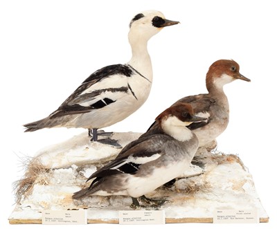 Lot 81 - Taxidermy: A Group of Smew Ducks (Mergellus...