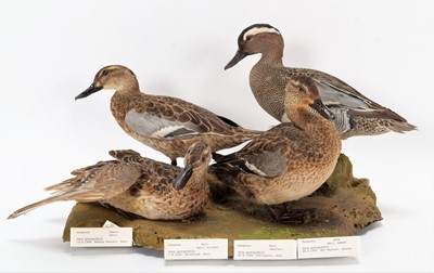 Lot 146 - Taxidermy: A Group of Garganey & Wigeon Ducks,...