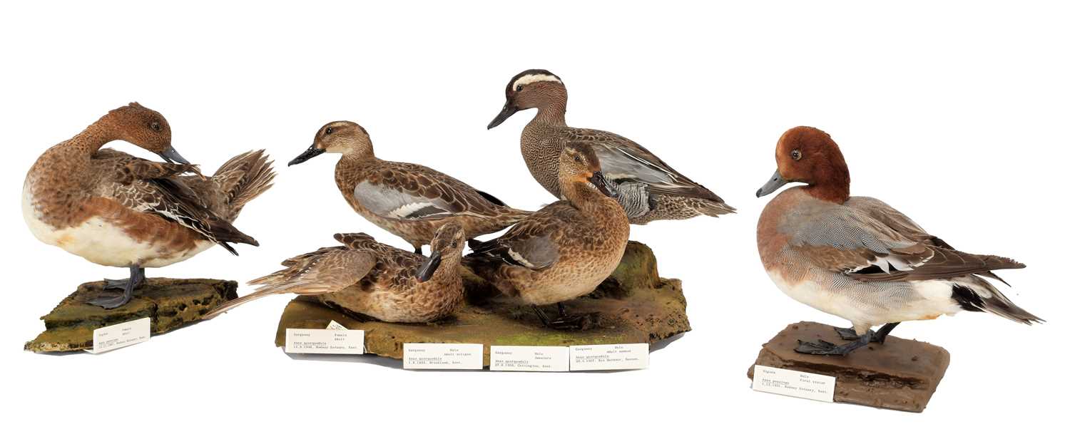 Lot 146 - Taxidermy: A Group of Garganey & Wigeon Ducks,...