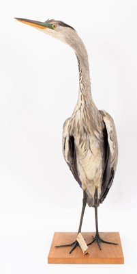 Lot 82 - Taxidermy: A Eurasian Grey Heron (Ardea...