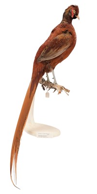 Lot 70 - Taxidermy: A Hybrid Golden Pheasant X...