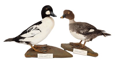 Lot 41 - Taxidermy: A Pair of Goldeneye Ducks...
