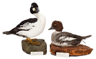 Lot 78 - Taxidermy: A Pair of Goldeneye Ducks...