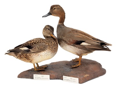 Lot 152 - Taxidermy: A Pair of Wigeon & Gadwall Ducks,...