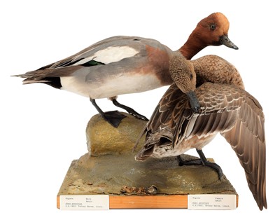 Lot 152 - Taxidermy: A Pair of Wigeon & Gadwall Ducks,...
