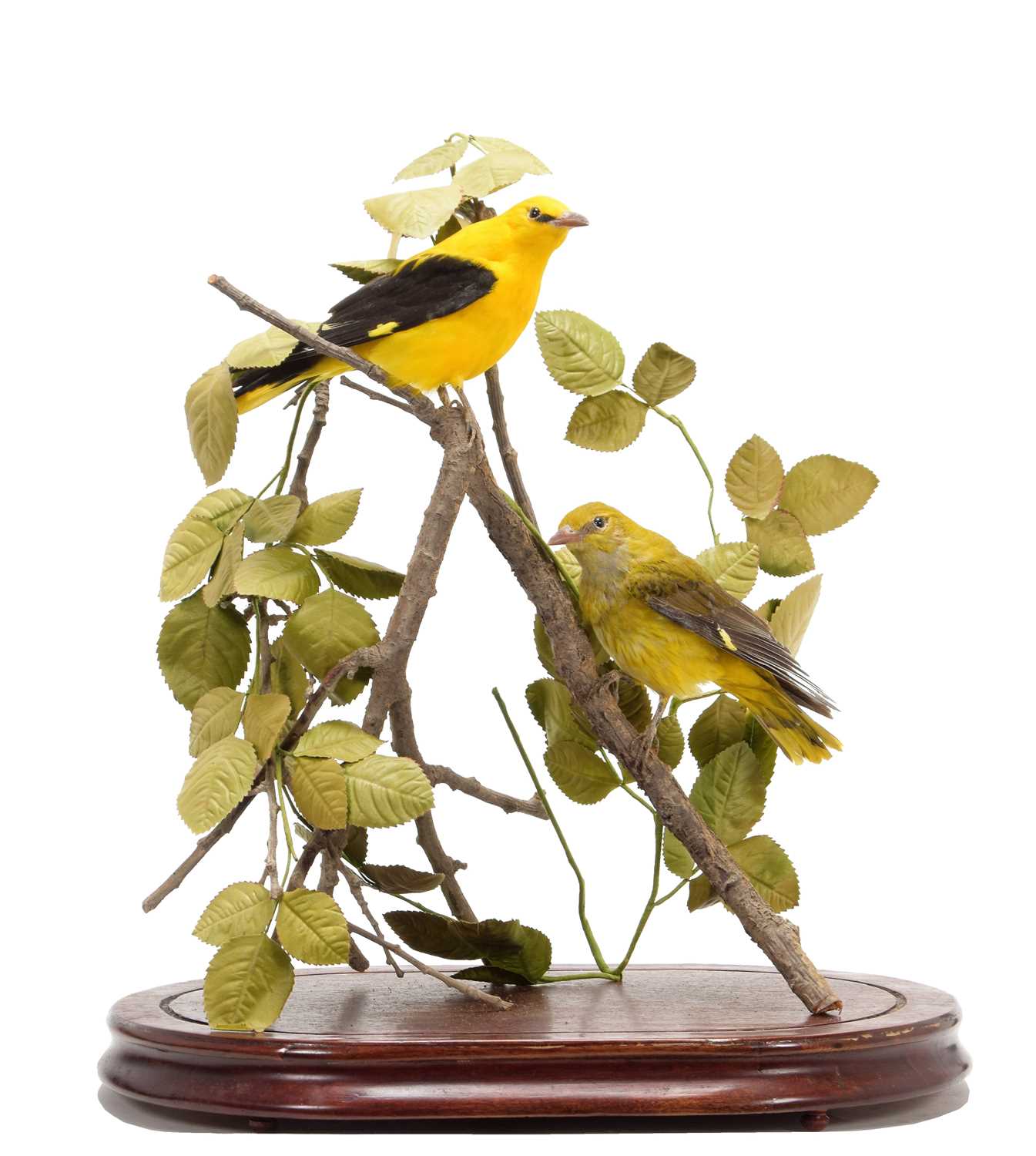 Lot 210 - Taxidermy: A Pair of European Golden Orioles...