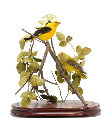 Lot 210 - Taxidermy: A Pair of European Golden Orioles...