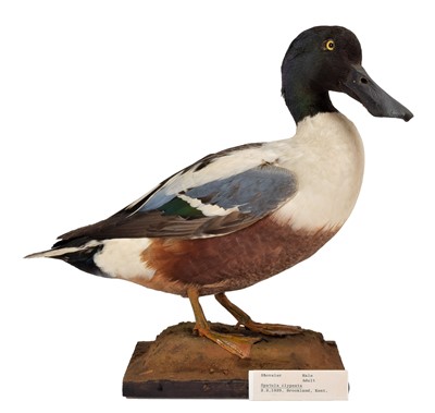 Lot 154 - Taxidermy: A Pair of Pintail & A Pair of...