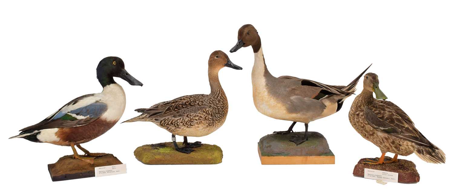 Lot 154 - Taxidermy: A Pair of Pintail & A Pair of...