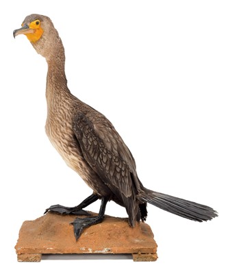 Lot 79 - Taxidermy: Cormorant (Phalacrocorax carbo),...