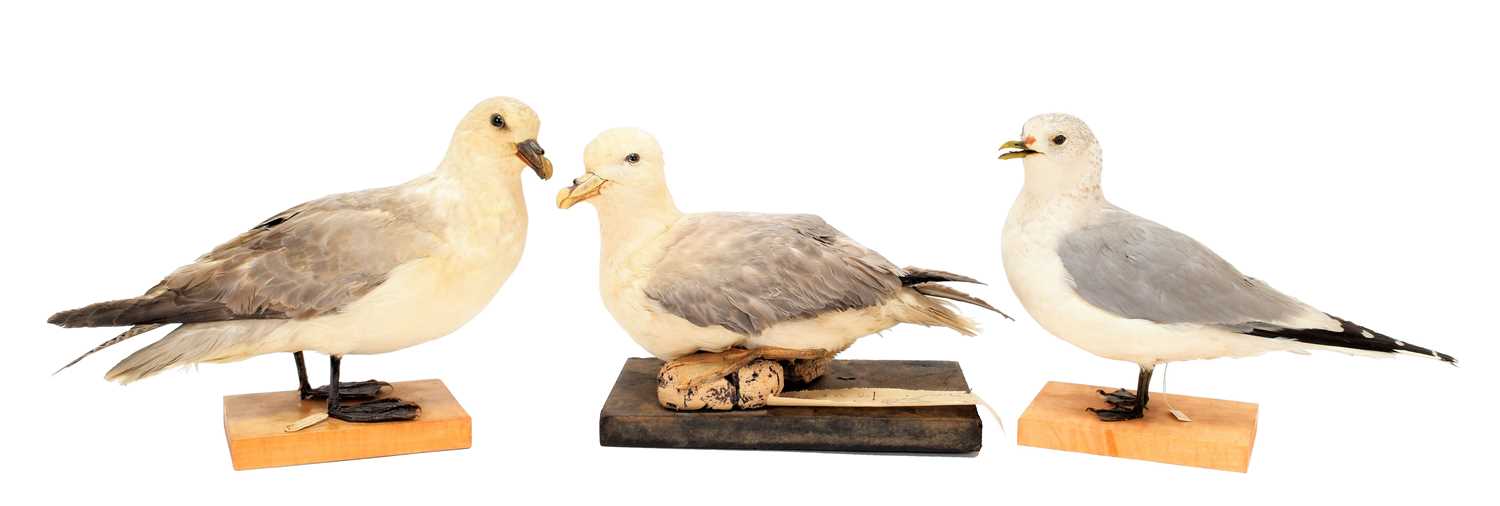 Lot 148 - Taxidermy: A Pair of Fulmar Gulls & A...