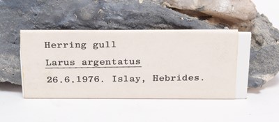 Lot 149 - Taxidermy: A Herring Gull (Larus argentatus),...