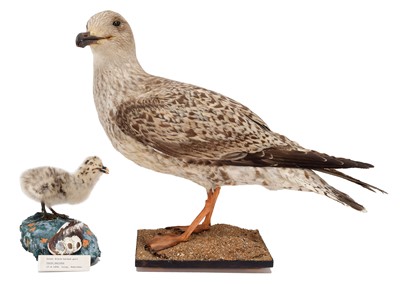 Lot 150 - Taxidermy: A Great Black-backed Gull (Larus...
