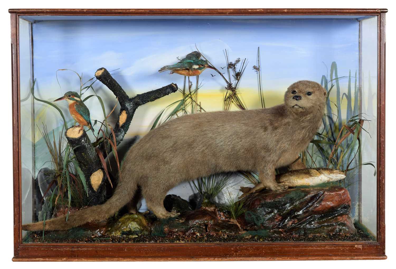 Lot 283 - Taxidermy: A Cased European Otter and...