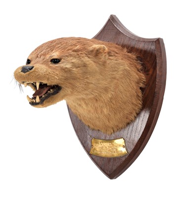 Lot 142 - Taxidermy: A European Otter Mask (Lutra lutra),...