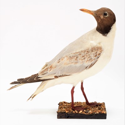 Lot 71 - Taxidermy: A Group of Various Seagulls, dated...