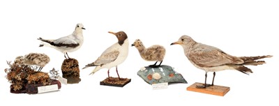 Lot 71 - Taxidermy: A Group of Various Seagulls, dated...