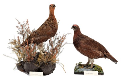 Lot 159 - Taxidermy: A Pair of Red Grouse (Lagopus...