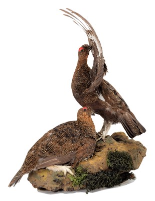 Lot 4 - Taxidermy: A Pair of Red Grouse (Lagopus...