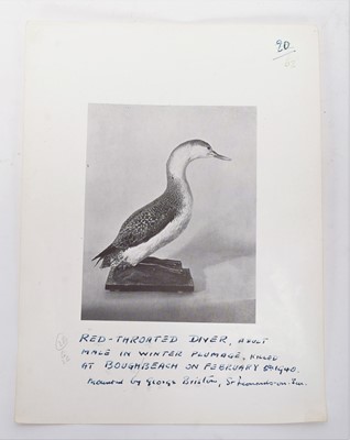 Lot 207 - Taxidermy: A Pair of Red-Throated Divers...