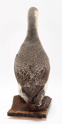 Lot 207 - Taxidermy: A Pair of Red-Throated Divers...