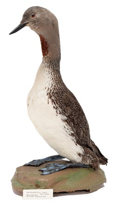 Lot 47 - Taxidermy: A Red-Throated Diver (Gavia...