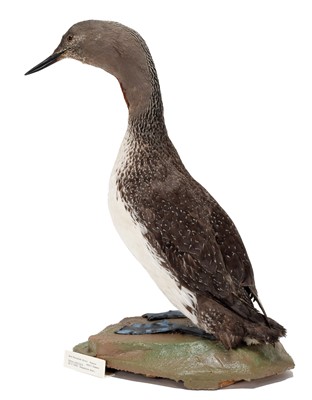 Lot 47 - Taxidermy: A Red-Throated Diver (Gavia...