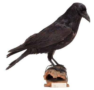 Lot 60 - Taxidermy: A Raven (Corvus corax), circa 1900,...