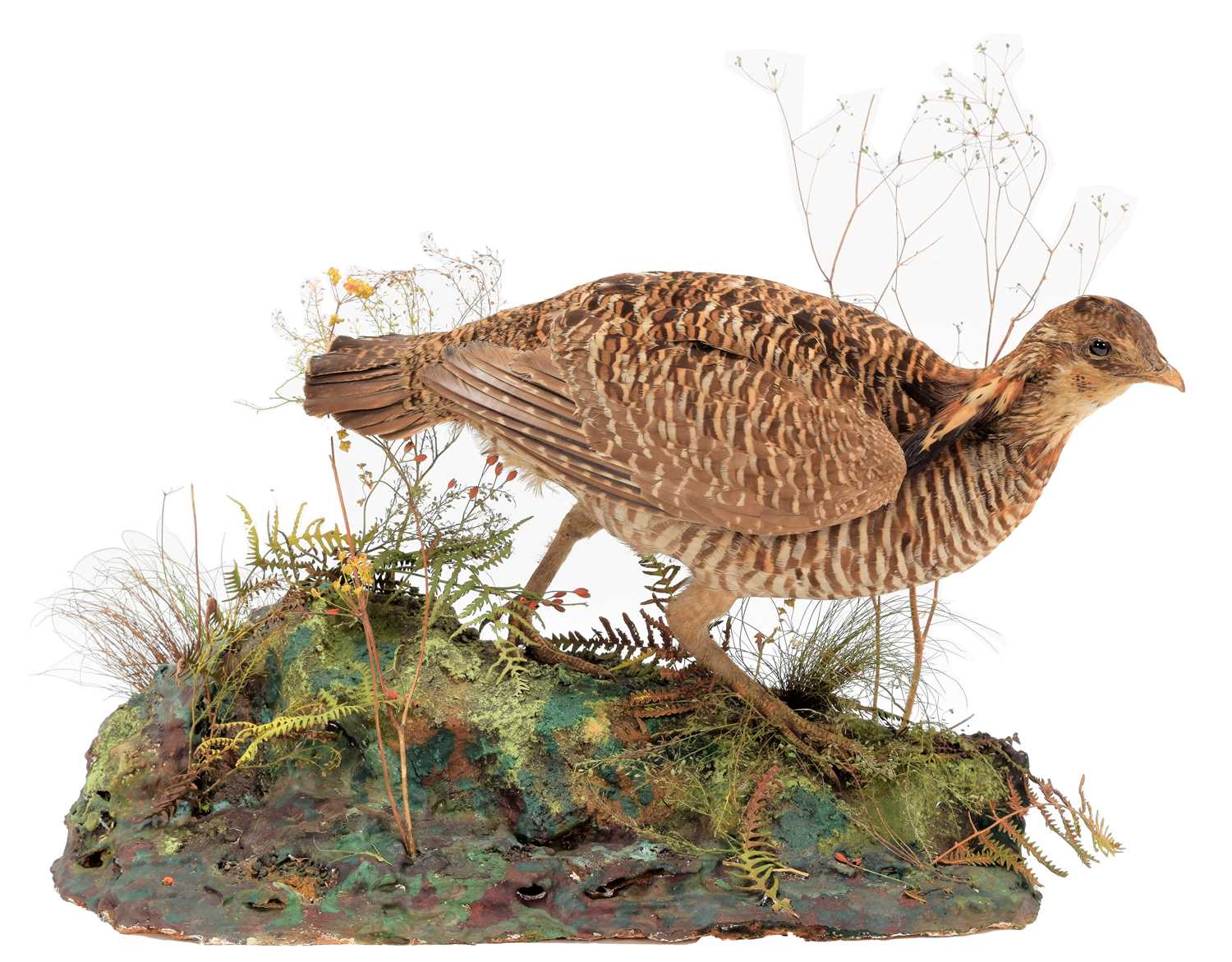 Lot 161 - Taxidermy: A Greater Prairie Chicken...