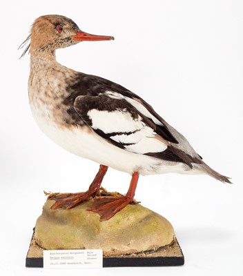 Lot 157 - Taxidermy: A Pair of Red-Breasted Mergansers...