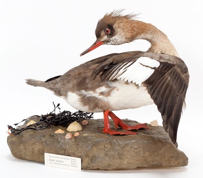 Lot 157 - Taxidermy: A Pair of Red-Breasted Mergansers...