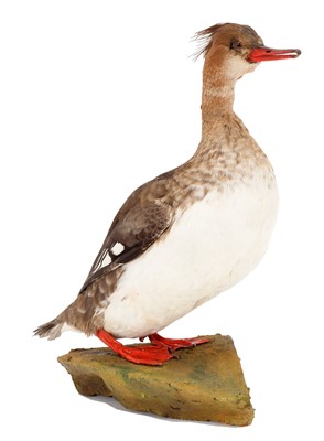 Lot 64 - Taxidermy: A Red-Breasted Merganser (Mergus...