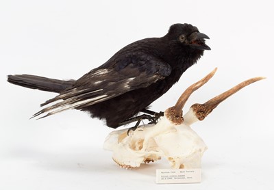 Lot 11 - Taxidermy: A Variant Jackdaw & Carrion Crow,...