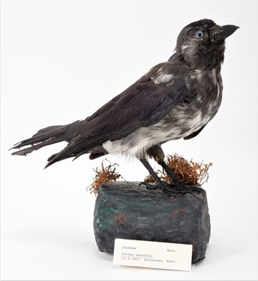 Lot 11 - Taxidermy: A Variant Jackdaw & Carrion Crow,...