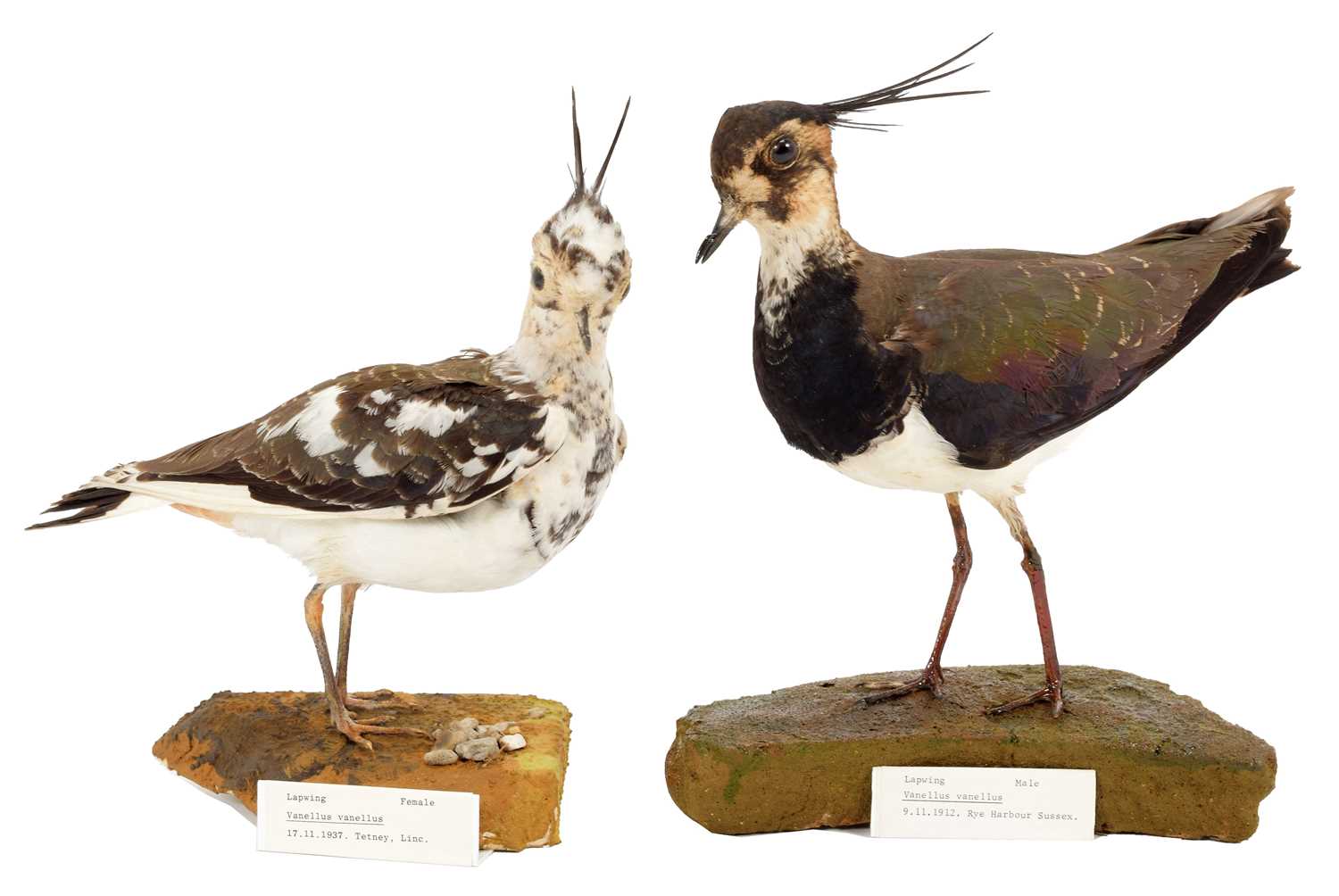 Lot 12 - Taxidermy: A Pair of Lapwings (Vanellus...