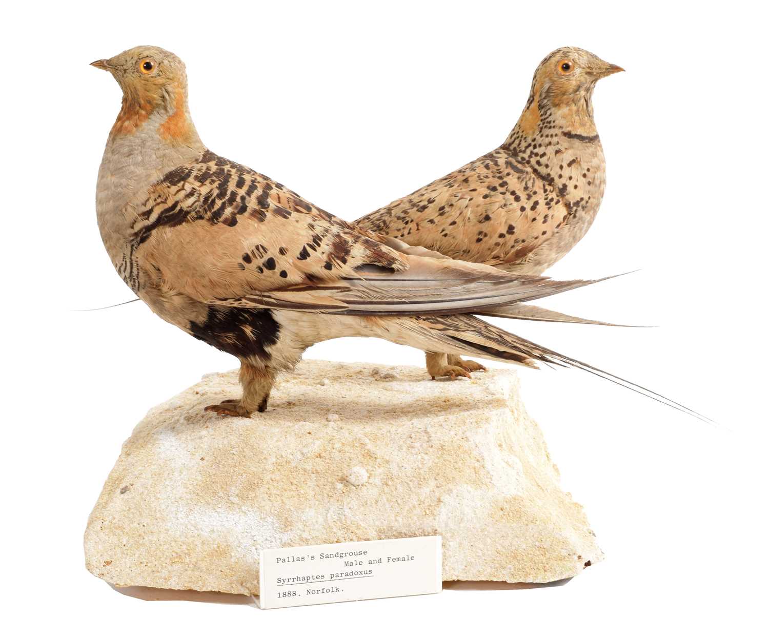 Lot 43 - Taxidermy: A Pair of Pallas's Sandgrouse...