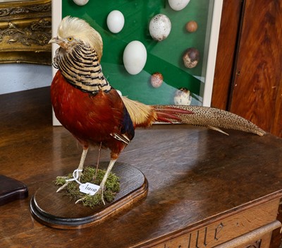 Lot 1099 - Taxidermy: A Golden Pheasant (Chrysolophus...