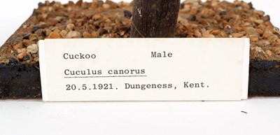 Lot 77 - Taxidermy: A Trio of Common Cuckoos (Cuculus...