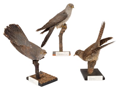 Lot 77 - Taxidermy: A Trio of Common Cuckoos (Cuculus...