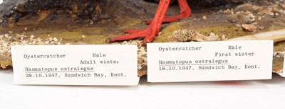 Lot 185 - Taxidermy: A Group of European Oystercatchers...