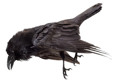 Lot 67 - Taxidermy: A Raven (Corvus corax), dated 1977,...