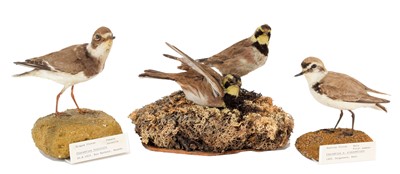 Lot 68 - Taxidermy: A Kentish Plover, Ringed Plover &...