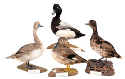 Lot 164 - Taxidermy: A Group of Four Ducks, dated...